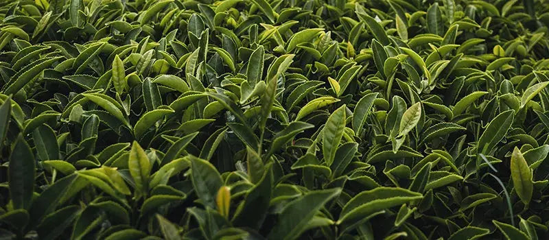 Thé-ou-Maté-Quelle-est-la-Différence Originel Maté