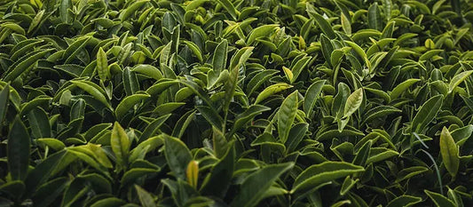 Thé-ou-Maté-Quelle-est-la-Différence Originel Maté