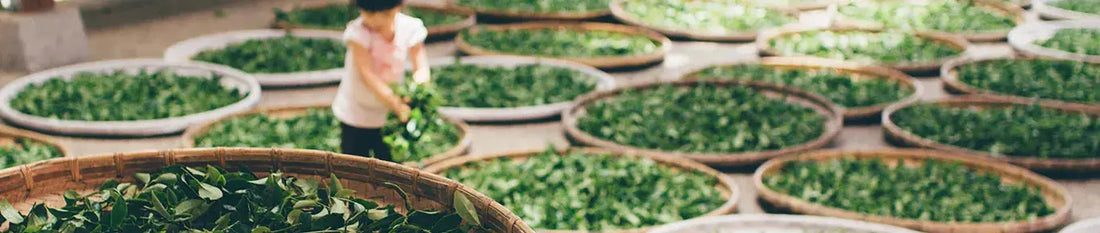 Quelle est la différence entre le thé et le Maté ? - Originel Maté