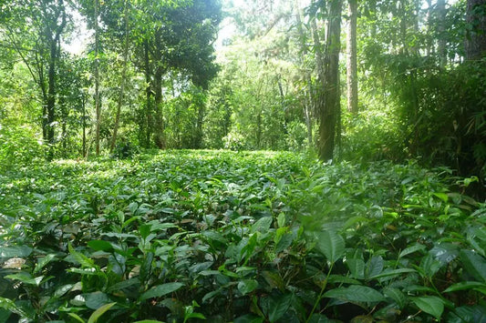 Mais-C-est-Quoi-le-Maté Originel Maté